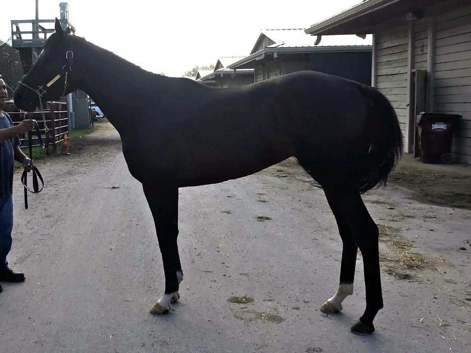 Game of Dreams Thoroughbred Horse For Sale 20181009 016