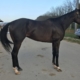 Game of Dreams Thoroughbred Horse For Sale 20181009 021