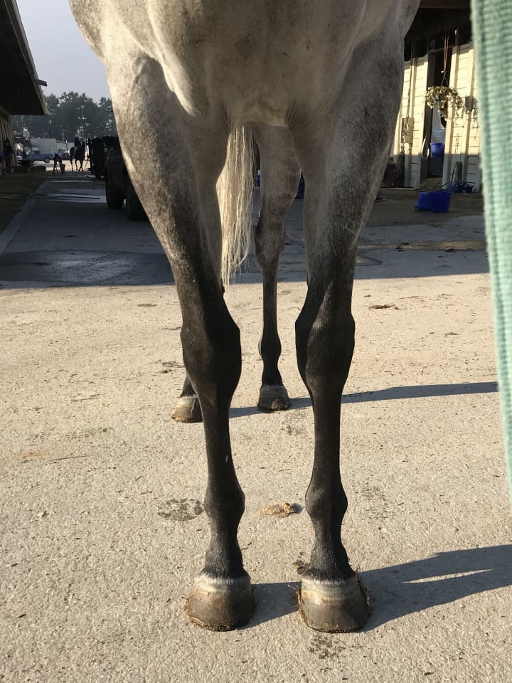 dappled grey throughbred horse for sale 02