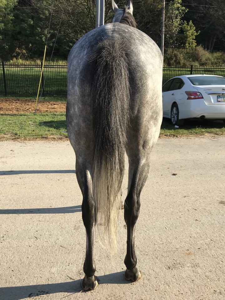 dappled grey throughbred horse for sale 03
