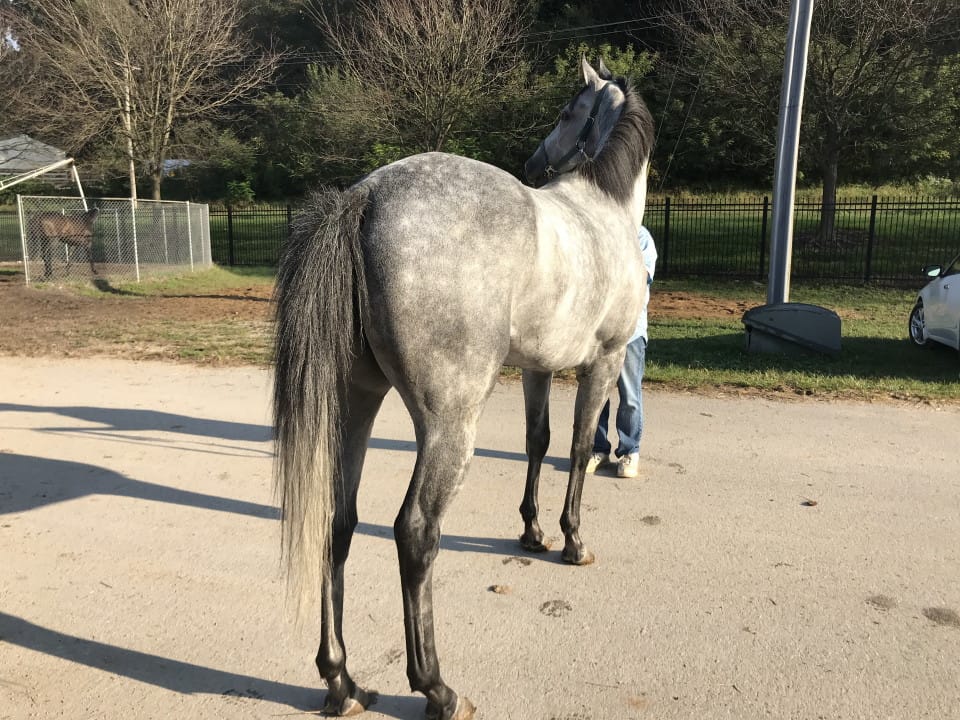 dappled grey throughbred horse for sale 05