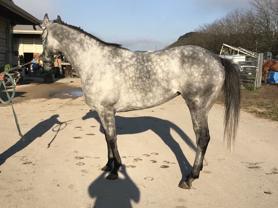 dappled grey throughbred horse for sale 07
