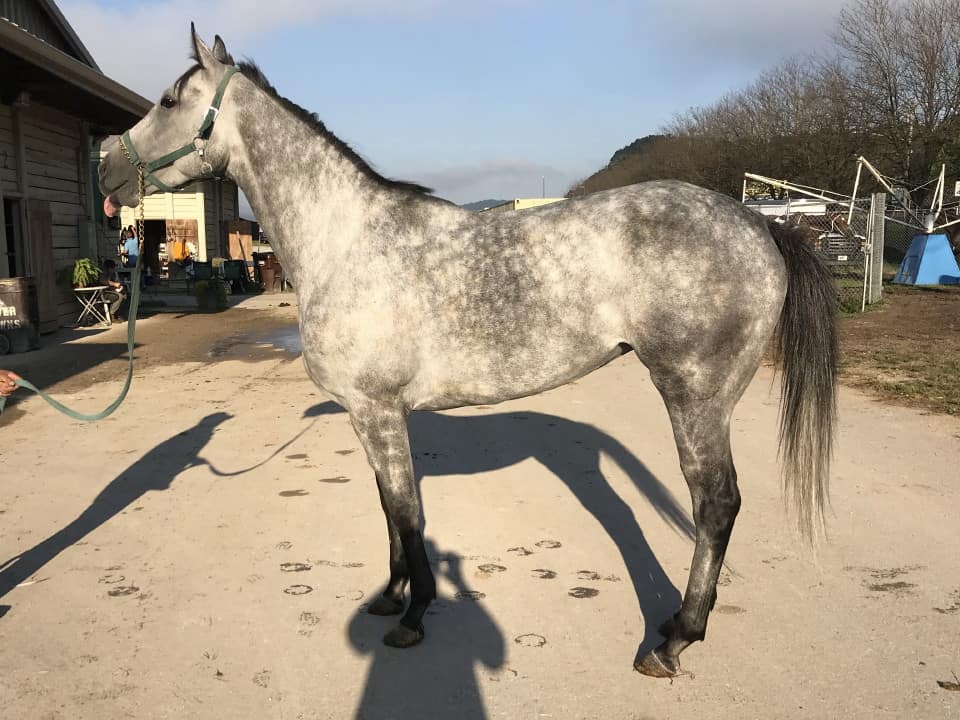 dappled grey throughbred horse for sale 08
