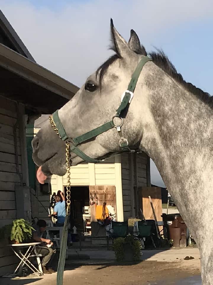 dappled grey throughbred horse for sale 09