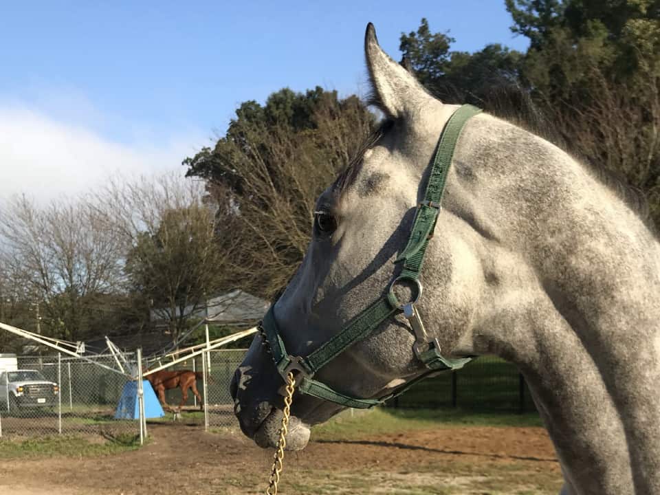 dappled grey throughbred horse for sale 12