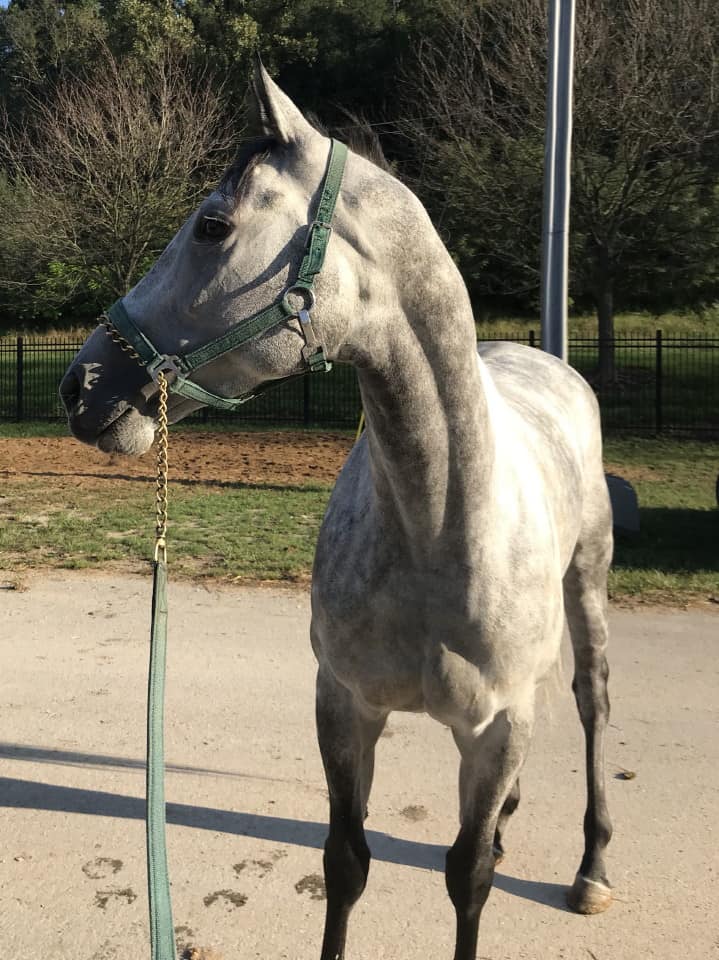 dappled grey throughbred horse for sale 14