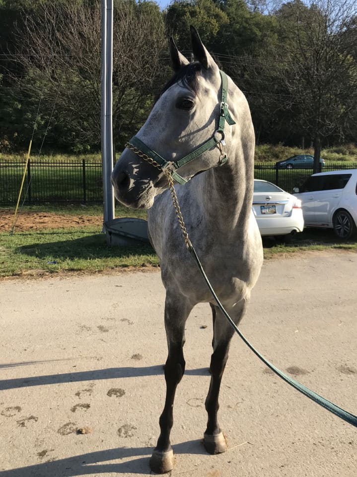 dappled grey throughbred horse for sale 15