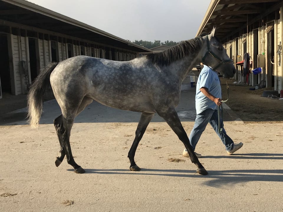 dappled grey throughbred horse for sale 16