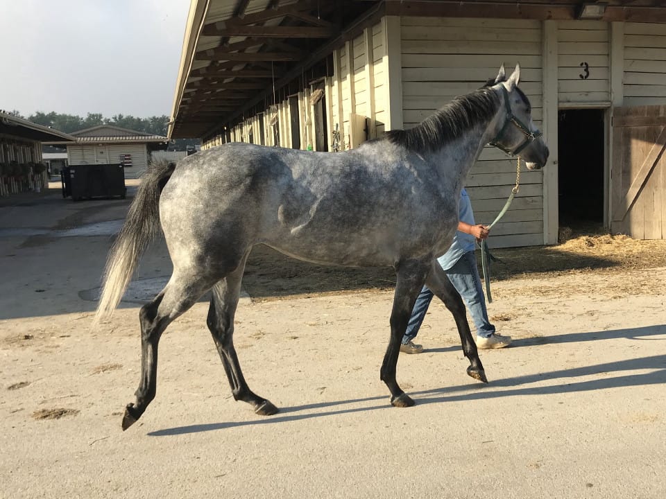 dappled grey throughbred horse for sale 17