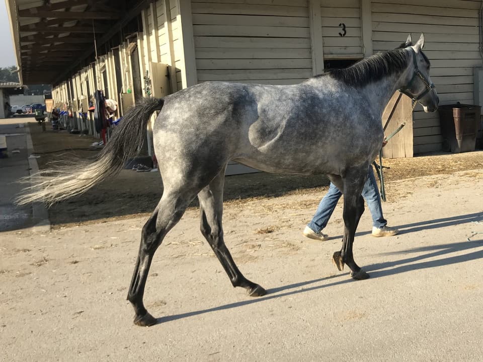 dappled grey throughbred horse for sale 18