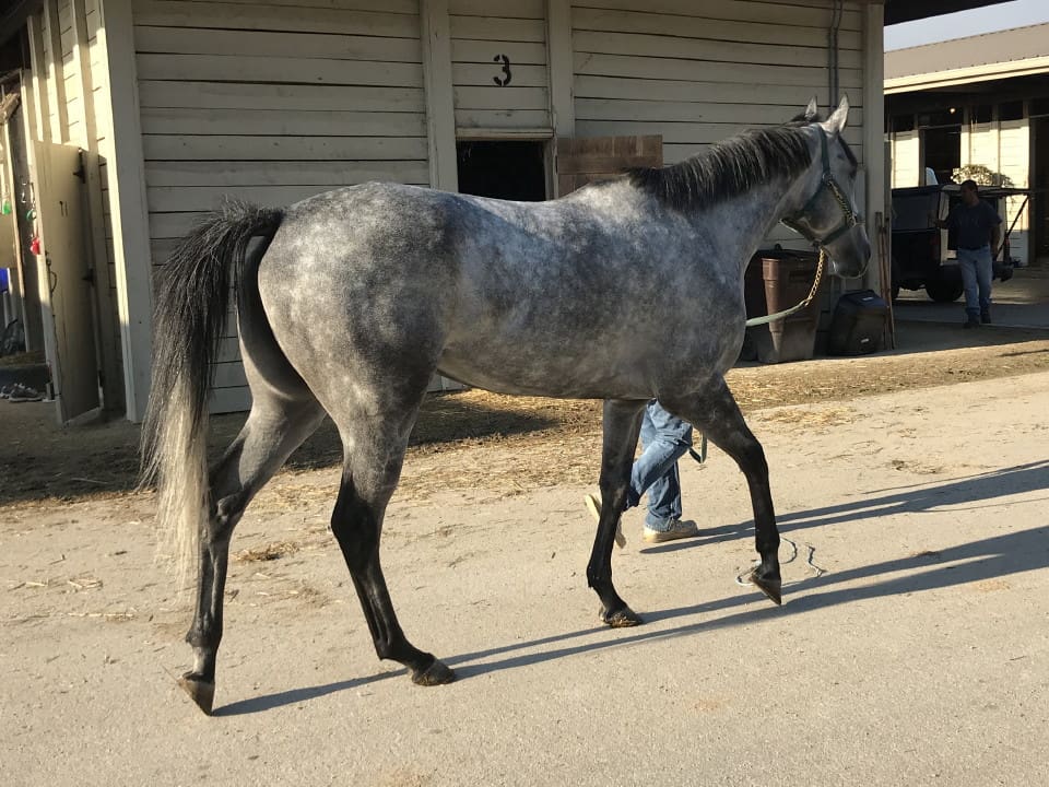 dappled grey throughbred horse for sale 19