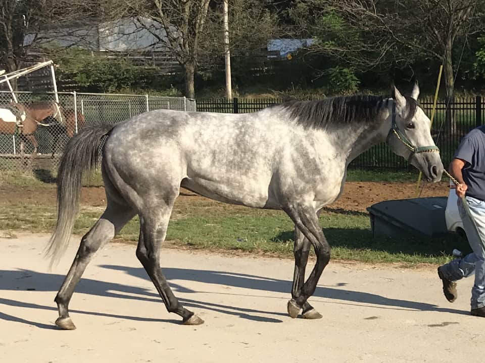dappled grey throughbred horse for sale 20