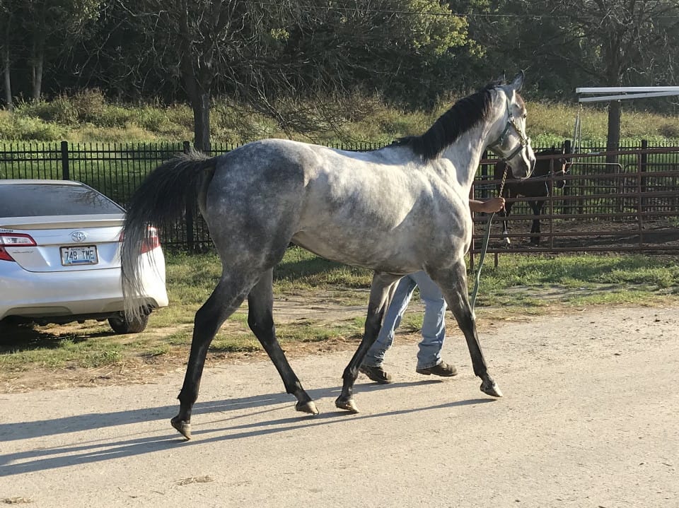 dappled grey throughbred horse for sale 22