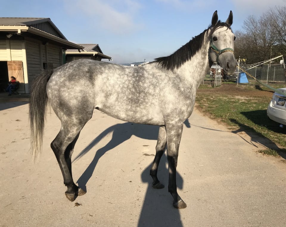 dappled grey throughbred horse for sale 24