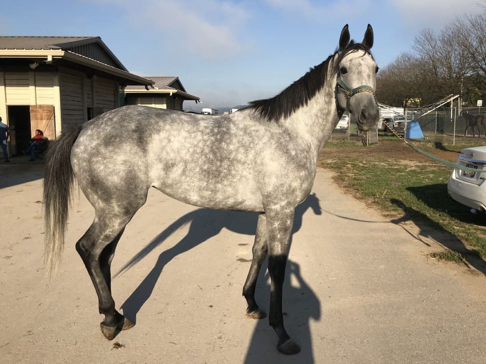 dappled grey throughbred horse for sale 27