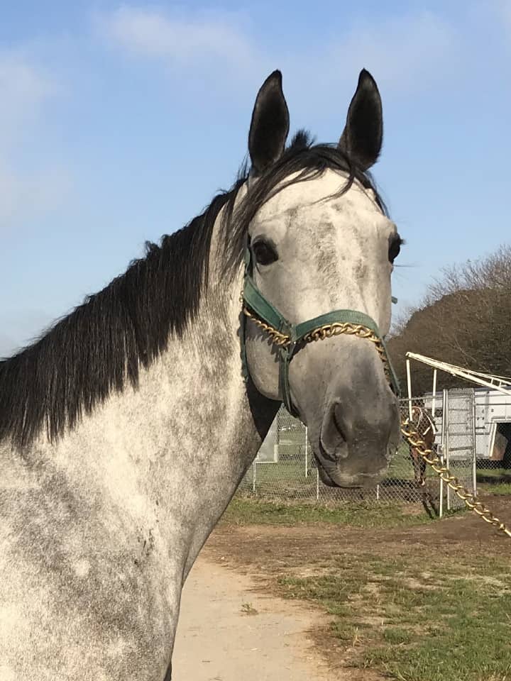dappled grey throughbred horse for sale 28