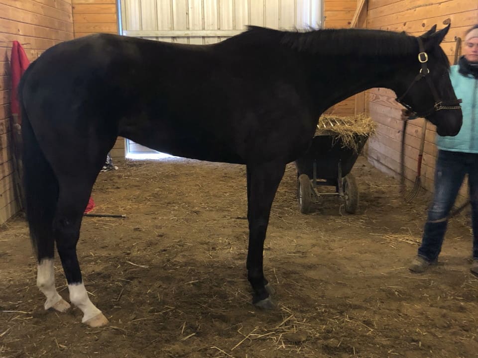 Made In Her Image Thoroughbred Horse For Sale 20181213 06