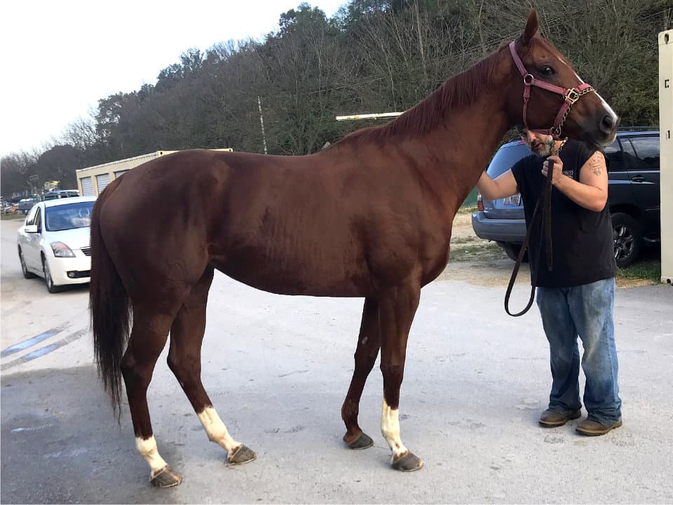 I'am a Hot Mess - Thoroughbred Mare For Sale
