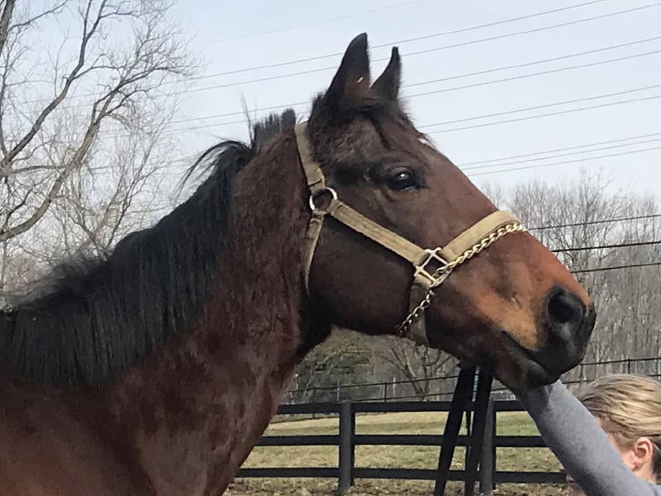 Safe Passage - Thoroughbred Horse For Sale - Bits & Bytes Farm