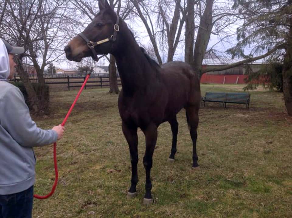 Dazzling Deputy - Thoroughbred Horse For Sale - Bits & Bytes Farm