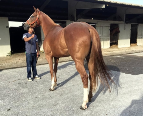 Exploding Lucy - Thoroughbred Mare For Sale