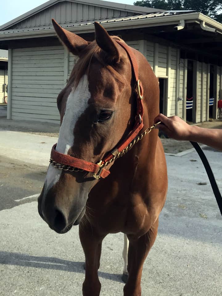 Exploding Lucy - Thoroughbred Mare For Sale