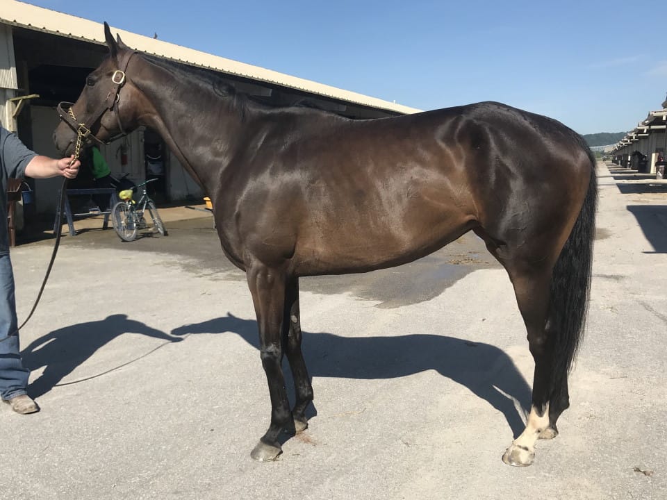 olympic mood thoroughbred for sale 20190626 001