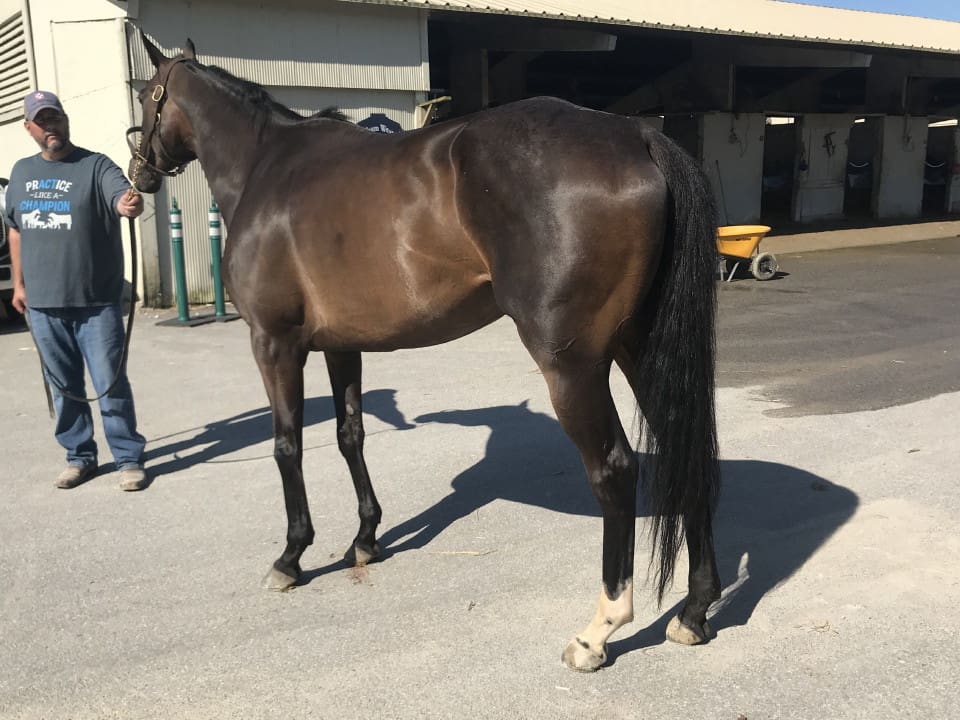 olympic mood thoroughbred for sale 20190626 002