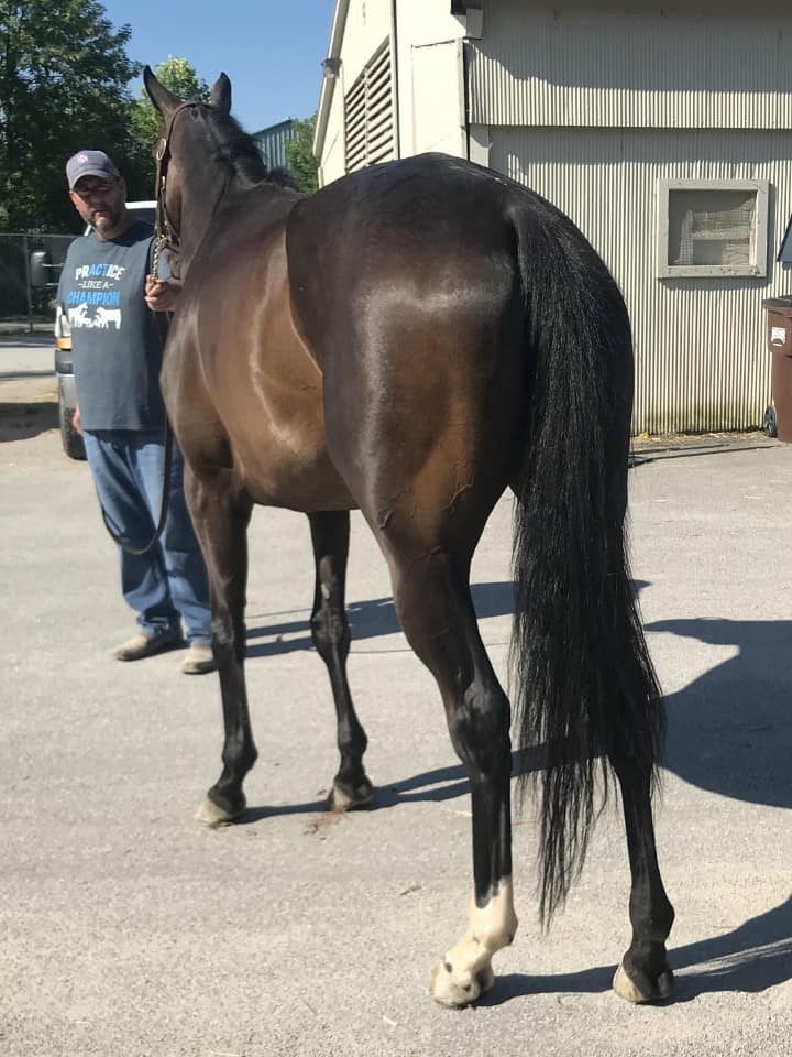olympic mood thoroughbred for sale 20190626 003