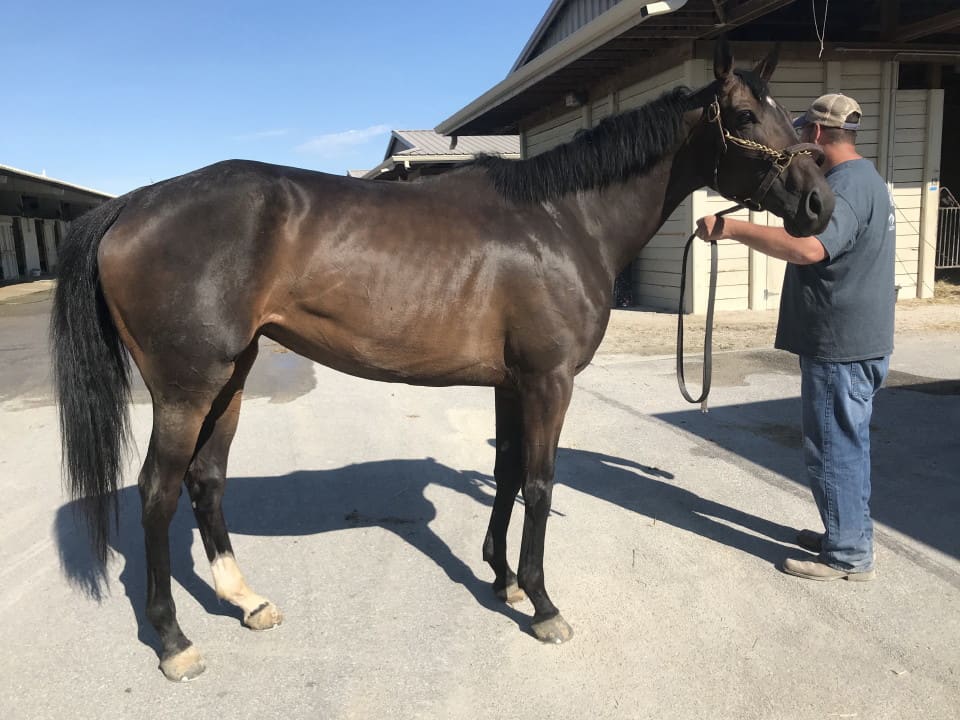 olympic mood thoroughbred for sale 20190626 005 1