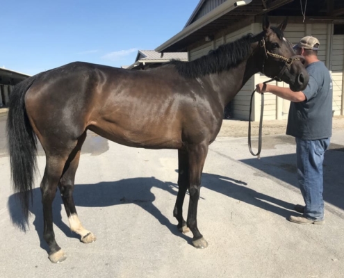 olympic mood thoroughbred for sale 20190626 005