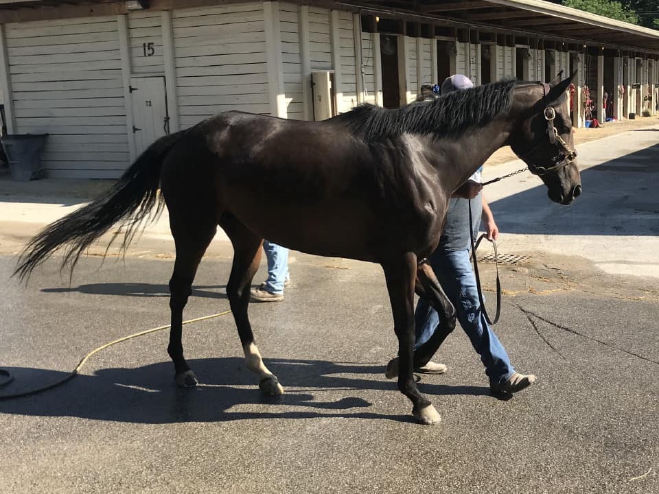 olympic mood thoroughbred for sale 20190626 012