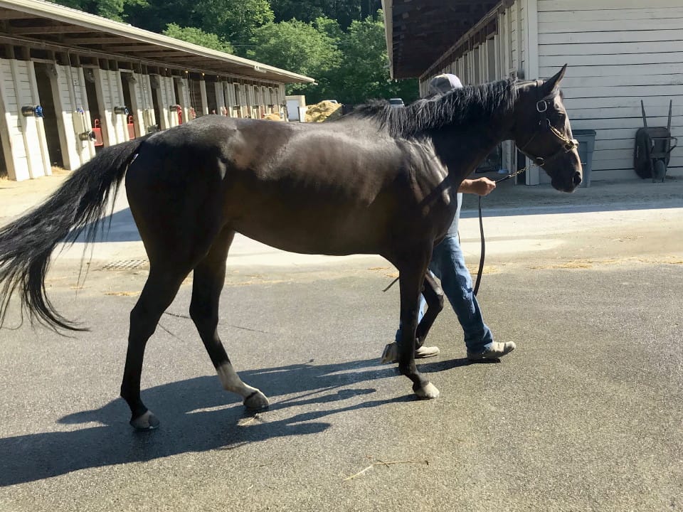 olympic mood thoroughbred for sale 20190626 013