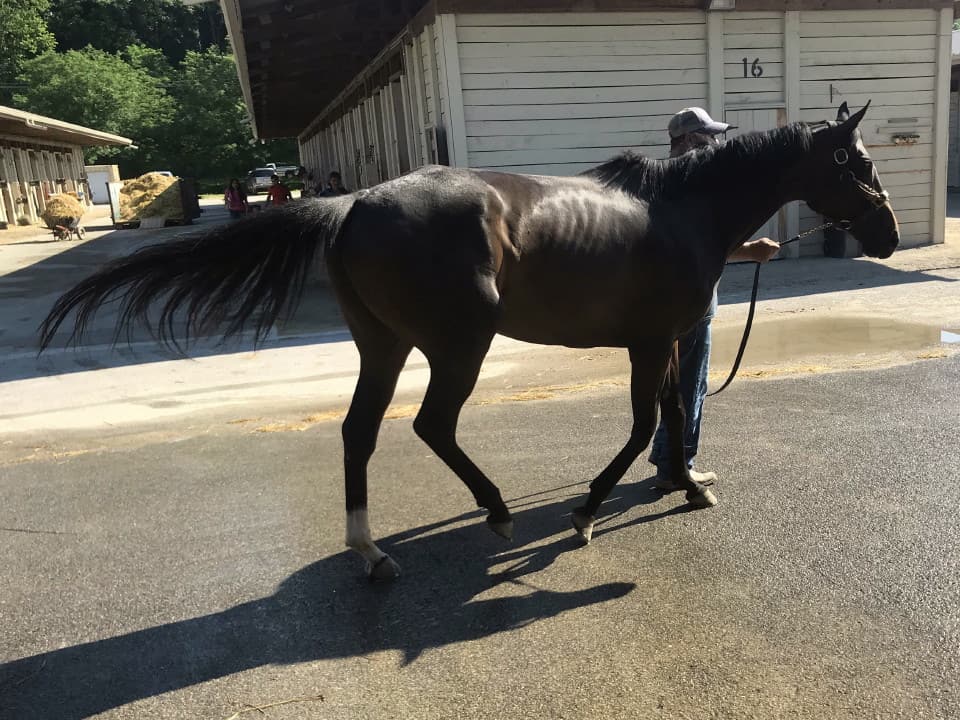 olympic mood thoroughbred for sale 20190626 014