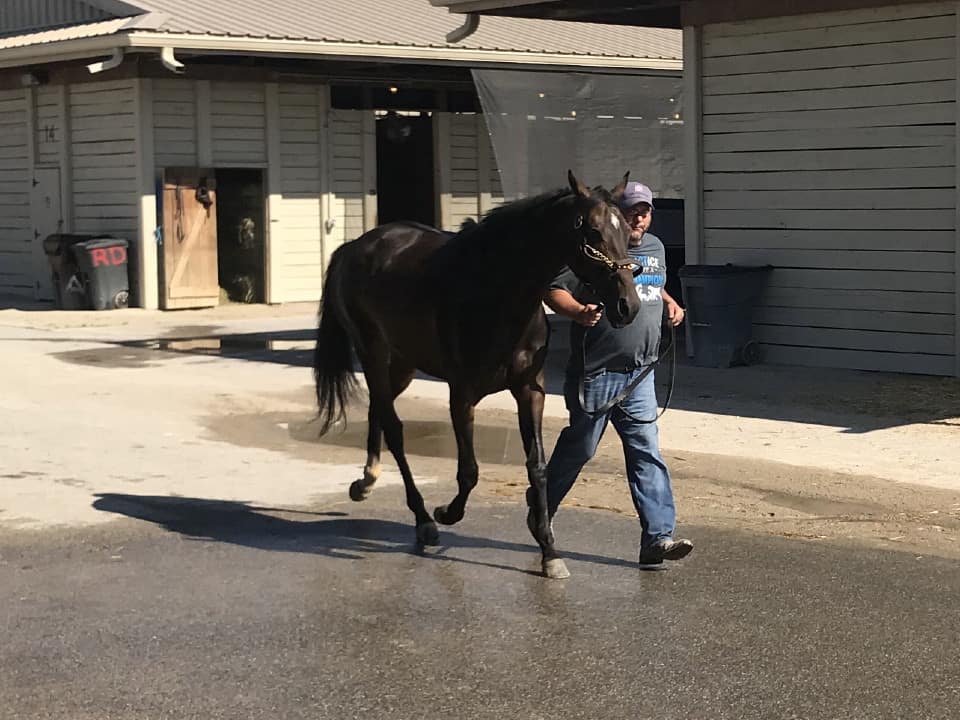 olympic mood thoroughbred for sale 20190626 016