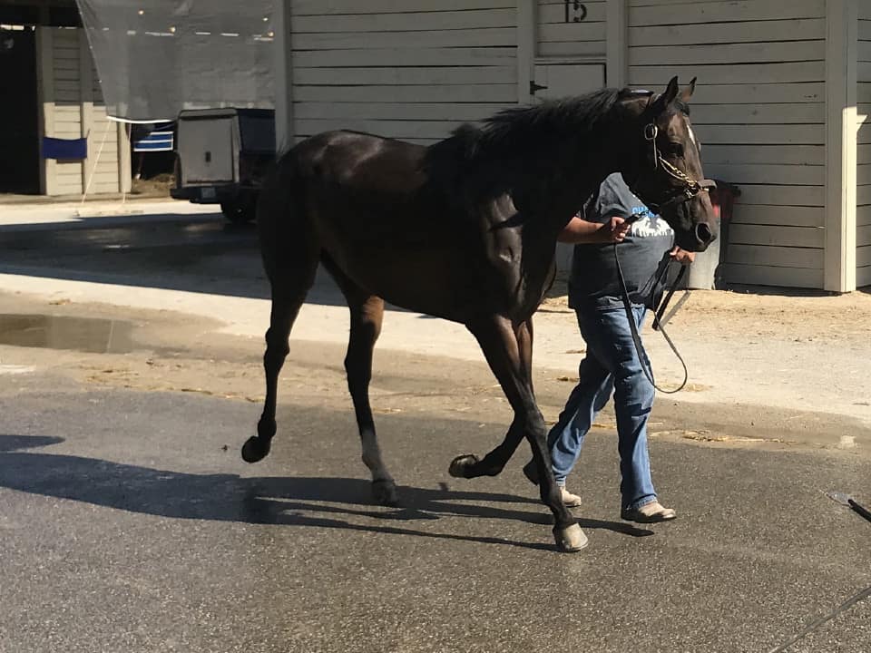 olympic mood thoroughbred for sale 20190626 017
