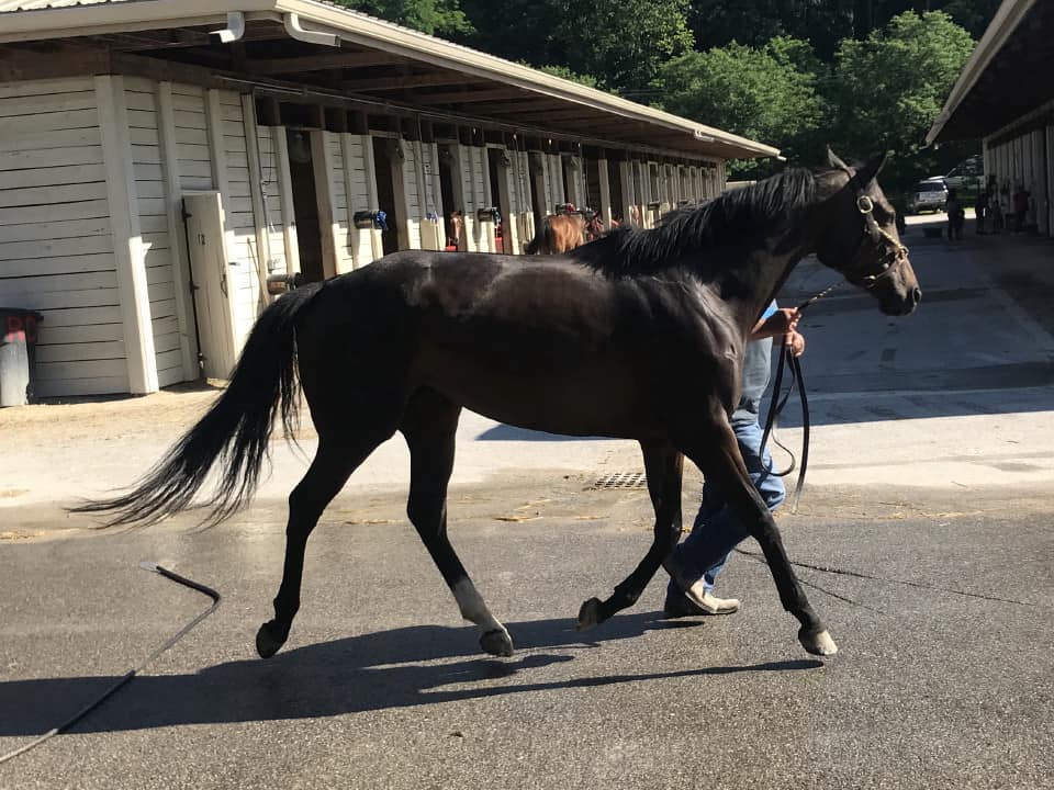 olympic mood thoroughbred for sale 20190626 020