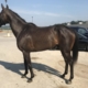 crafty valentine thoroughbred for sale 20190729 001