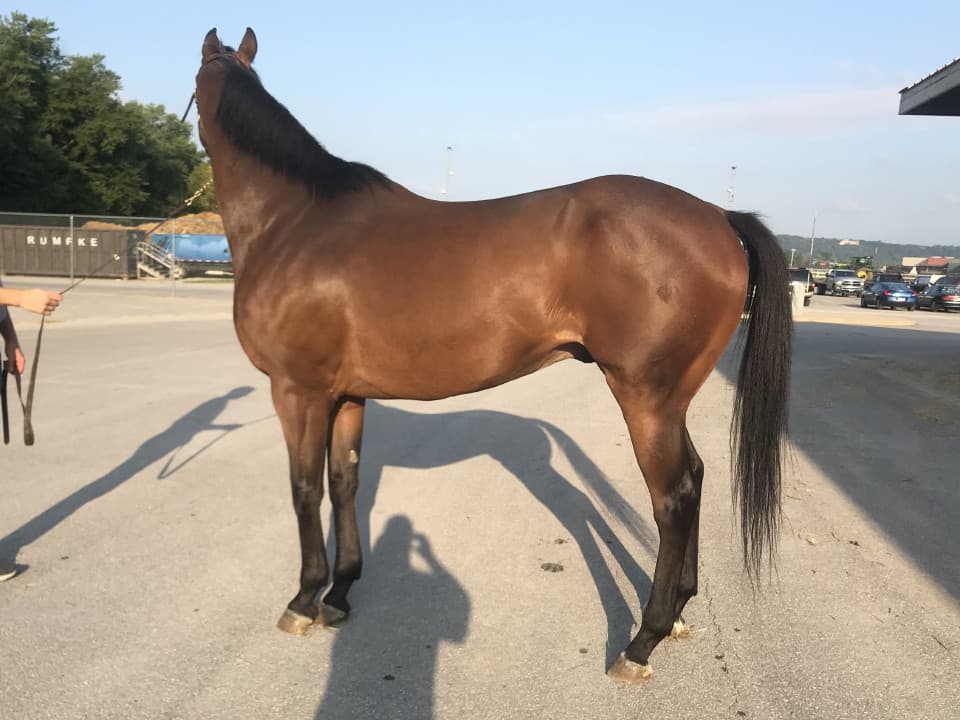 Perfect Comic - 16.3 hh Thoroughbred Horse For Sale - Bits & Bytes Farm