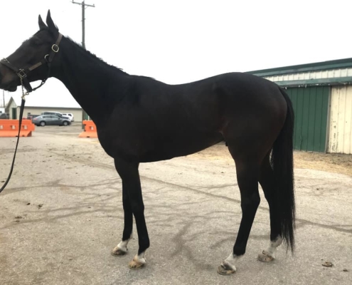 Street Limit - Thoroughbred Horse For Sale - Bits & Bytes Farm