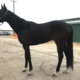 Street Limit - Thoroughbred Horse For Sale - Bits & Bytes Farm
