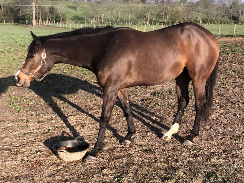 Fred's Baby Doll - Thoroughbred filly for sale