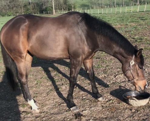 Fred's Baby Doll - Thoroughbred filly for sale 12s
