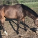 Fred's Baby Doll - Thoroughbred filly for sale 12s