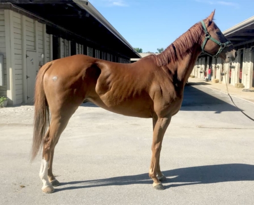 Chestnut Thoroughbred horse for sale - Bits & Bytes Farm