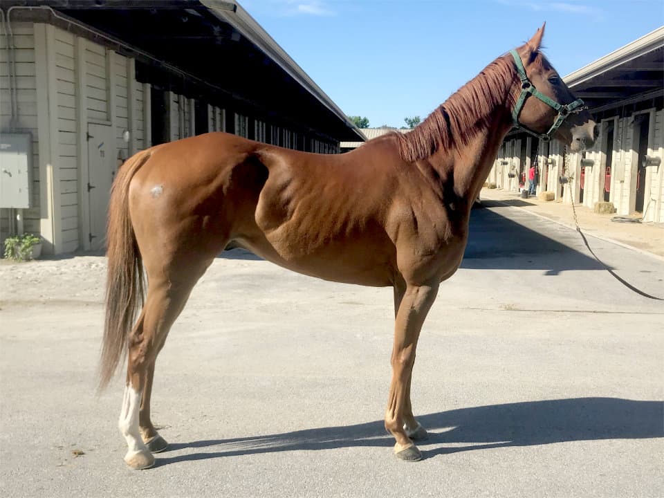 Chestnut Thoroughbred horse for sale - Bits & Bytes Farm