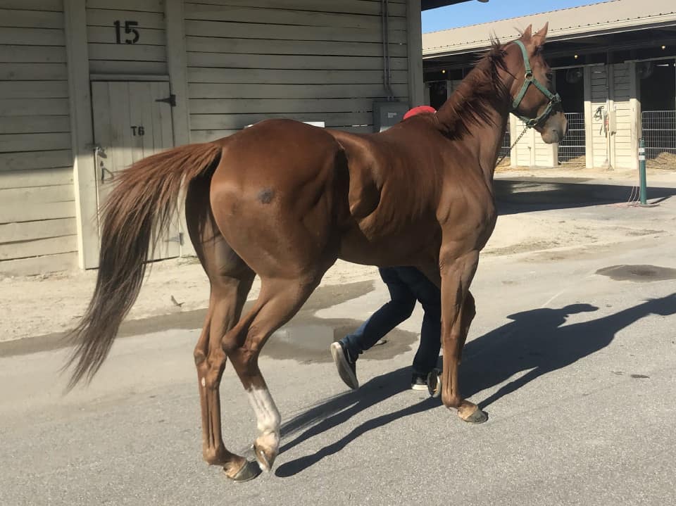 Thoroughbred horse for sale - Bits & Bytes Farm