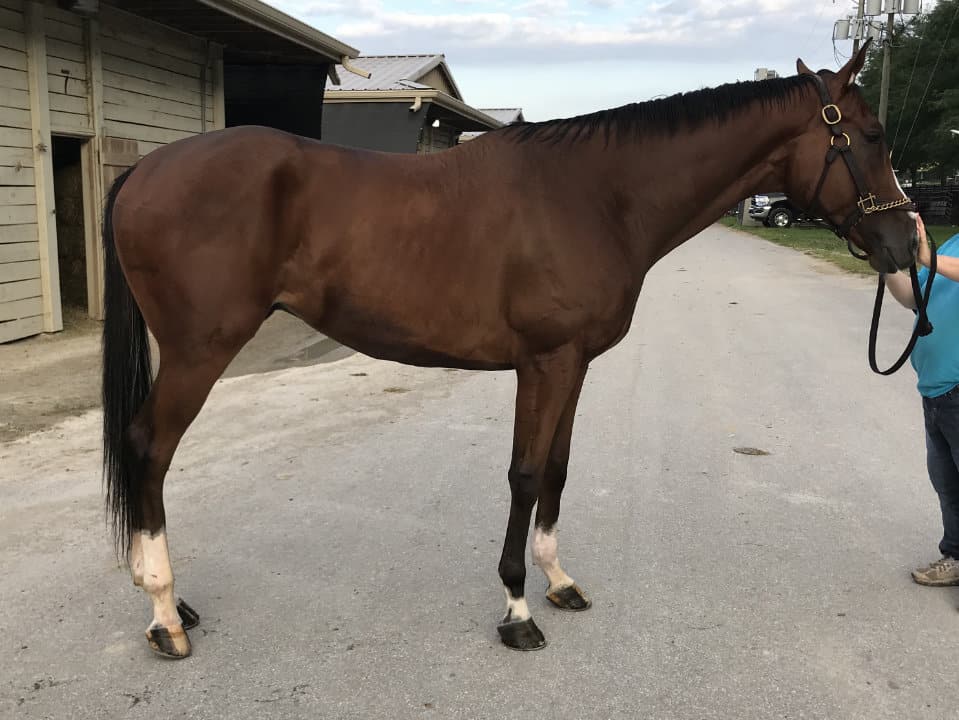 Chief's Victory - Thoroughbred Horse For Sale - Bits & Bytes Farm