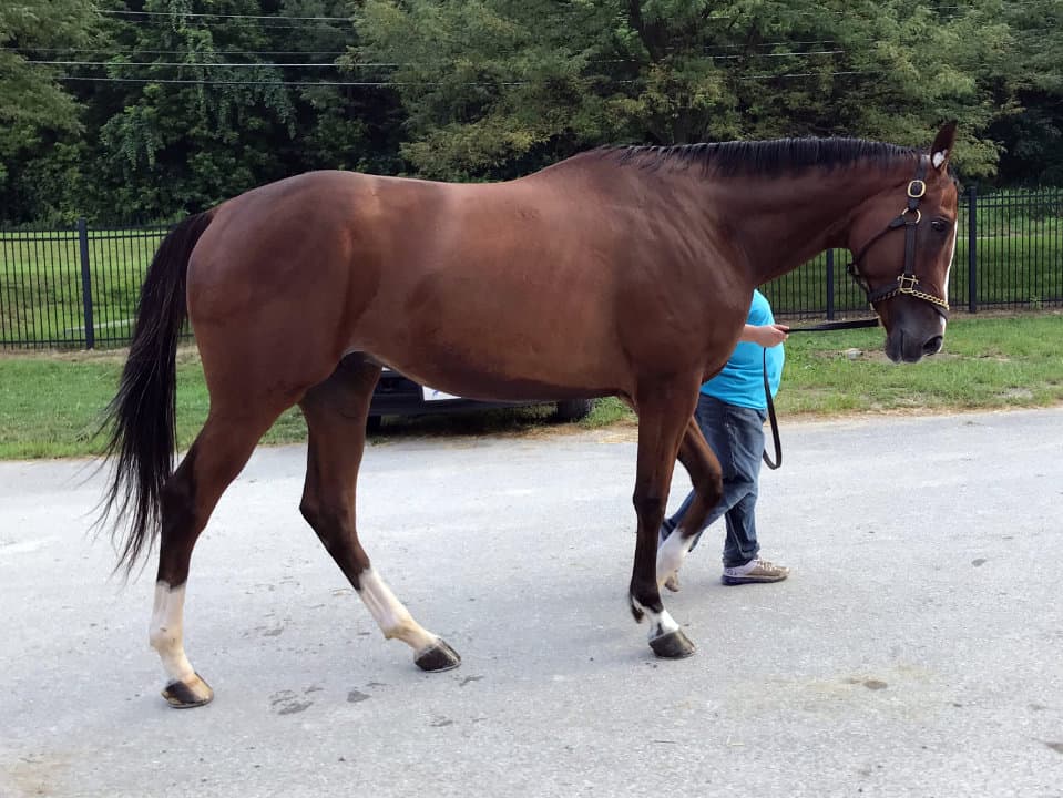 Chief's Victory - Thoroughbred Horse For Sale - Bits & Bytes Farm