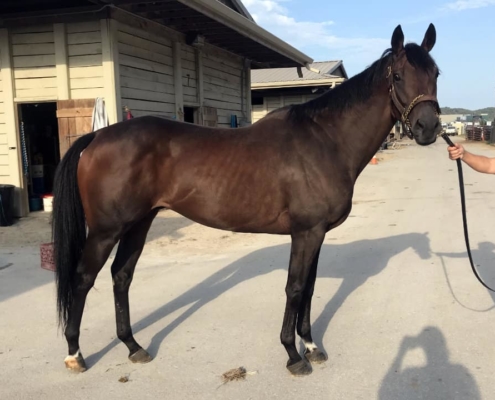Utandream - Thoroughbred Horse For Sale in Arizona